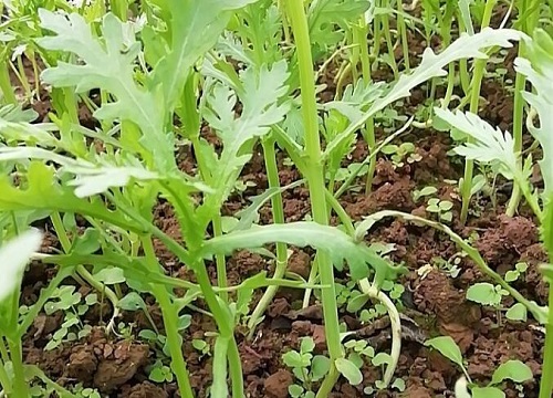 茼蒿一般進行直播,也可育苗移栽,但是以直播為主,將健康的種子均勻