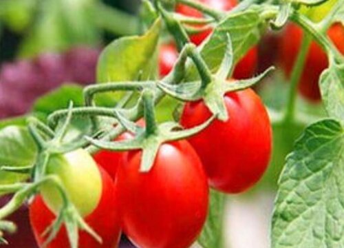 阳台种植小番茄的时间和方法