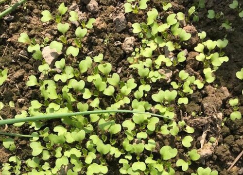 阳台种植小白菜的时间和方法