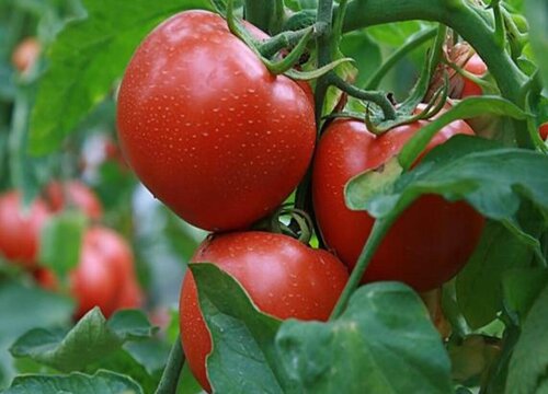 阳台种植番茄的时间和方法