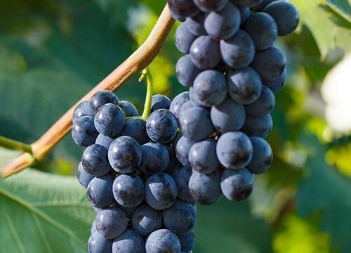 阳台种植葡萄的时间和方法