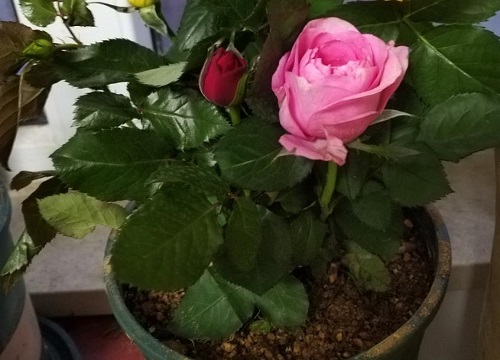 阳台种植玫瑰的时间和方法