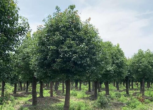 香樟种植间距是多少