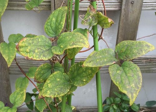 铁线莲叶子有黑斑怎么回事