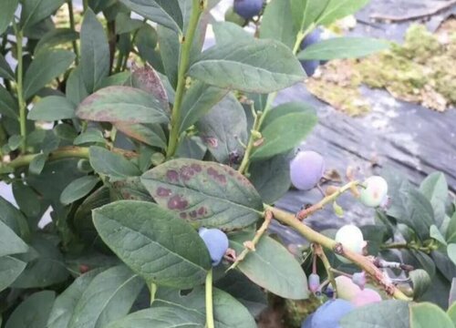 蓝莓叶子有黑斑怎么回事