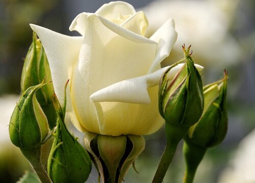 白玫瑰有香味吗