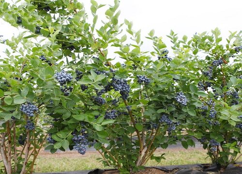 蓝莓树苗为什么不开花