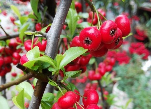 大随求陀罗尼吉祥果图片