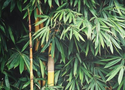 竹子喜阴还是喜阳光的植物