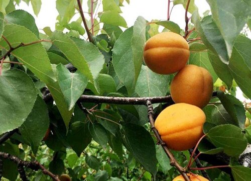 杏树落果是什么原因造成的