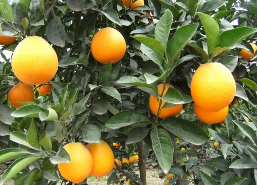 脐橙落果是什么原因造成的