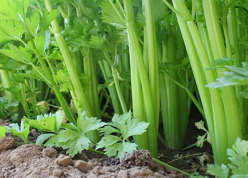 芹菜和香芹菜是一种菜吗