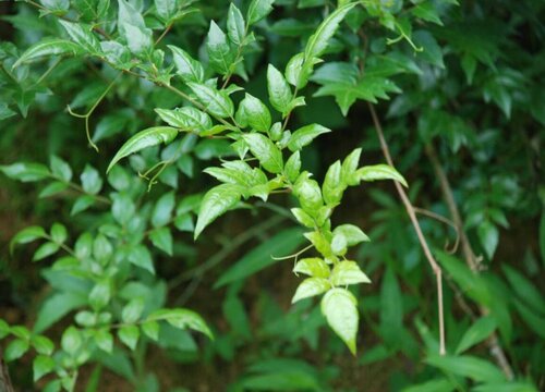 藤茶和绞股蓝是一种植物吗