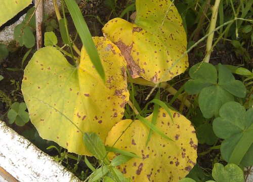 葫芦黄叶病治疗