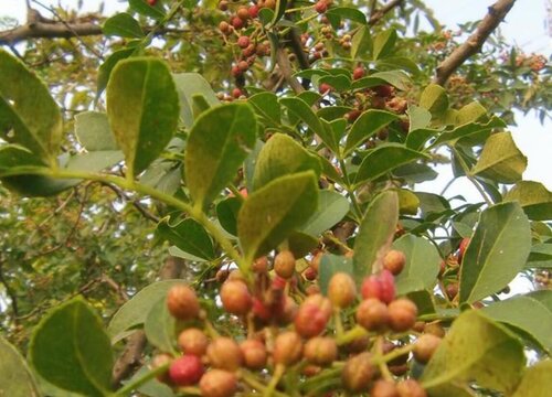 花椒树黄叶病的原因及治疗处理方法