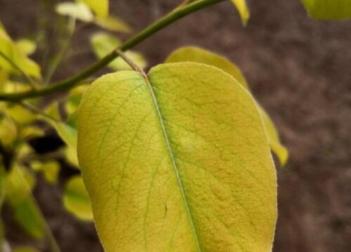 梨树黄叶病的原因及治疗处理方法