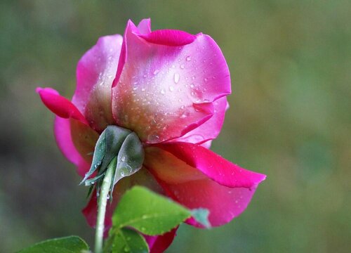 玫瑰花几天浇一次水 春夏秋冬各不同