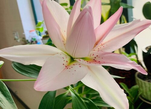 百合花几天浇一次水春夏秋冬各不同 植物说