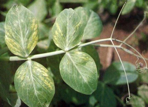 豌豆花叶病症状及防治方法