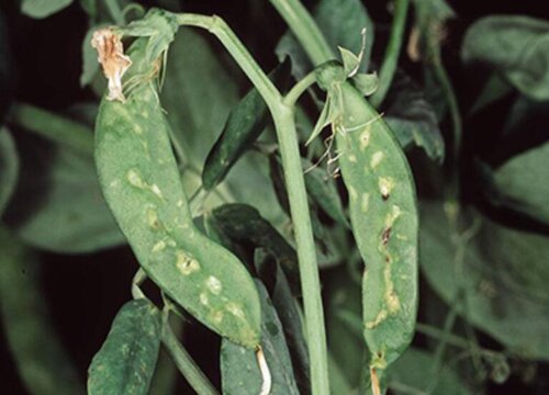 豌豆细菌性叶斑病图片图片