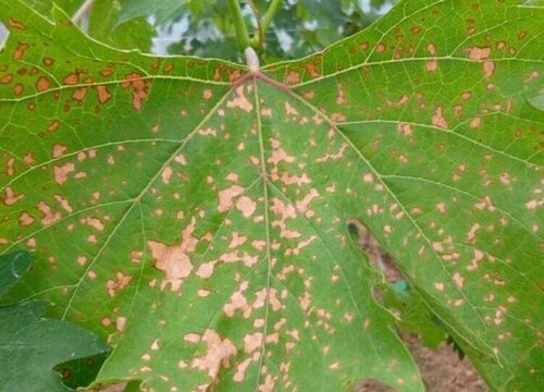 葡萄花叶病症状及防治方法