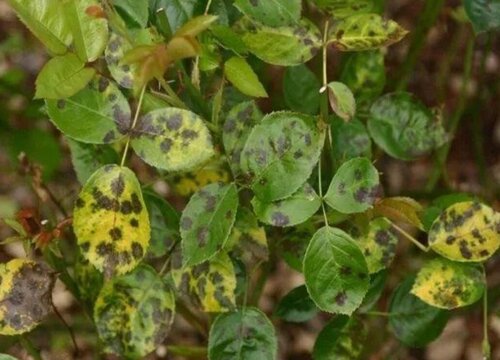 月季花叶病症状及防治方法