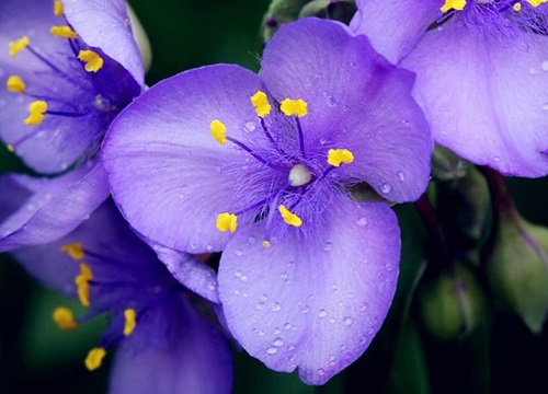 紫罗兰鲜花花语及图片图片