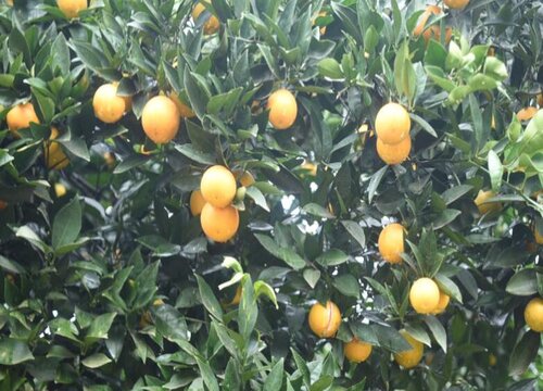 橙子采摘时间和收获季节