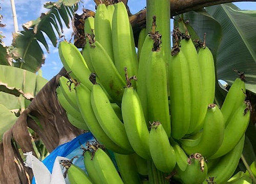香蕉采摘时间和收获季节