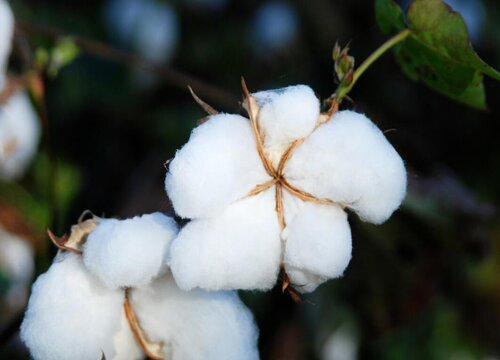 棉花采摘时间和收获季节