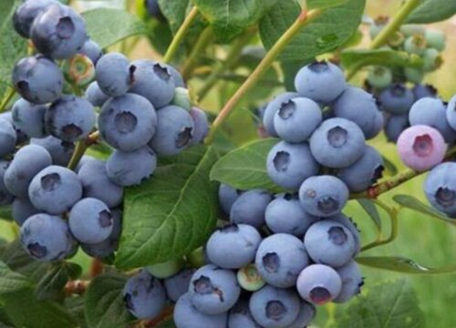 蓝莓采摘时间和收获季节