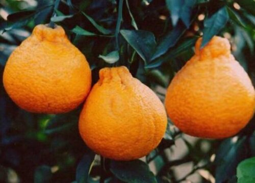 丑橘采摘时间和收获季节