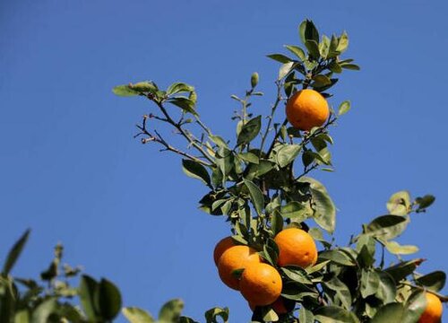 橘子采摘时间和收获季节