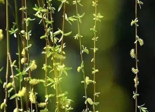 柳芽采摘时间和收获季节 植物说