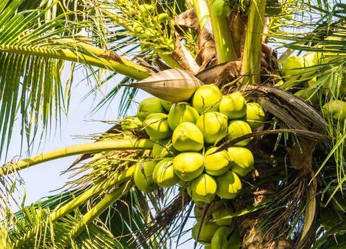 椰子采摘时间和收获季节