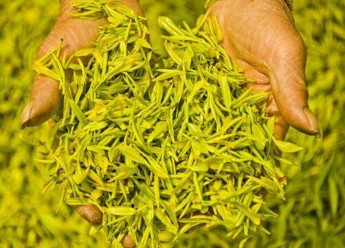黄茶采摘时间和收获季节
