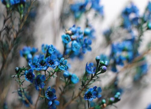 蓝色腊梅的寓意和象征风水 植物说