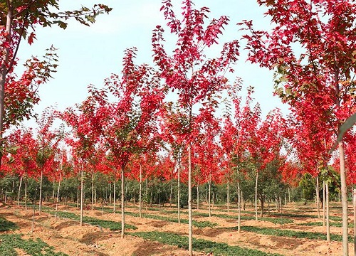 红枫生长速度快慢 一年能长多少