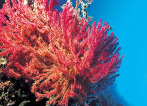 红珊瑚生长速度快慢 一年能长多少