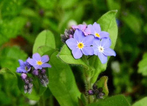 什么花代表相思 植物说