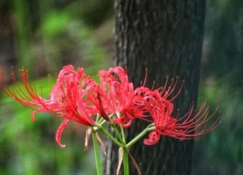 什么花代表分手