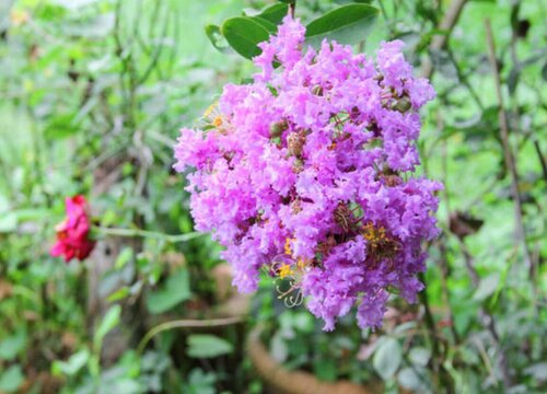 紫薇花怎么养家庭养法 植物说