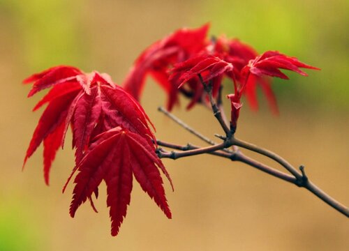 日本红枫生长速度快不快 一年长多少