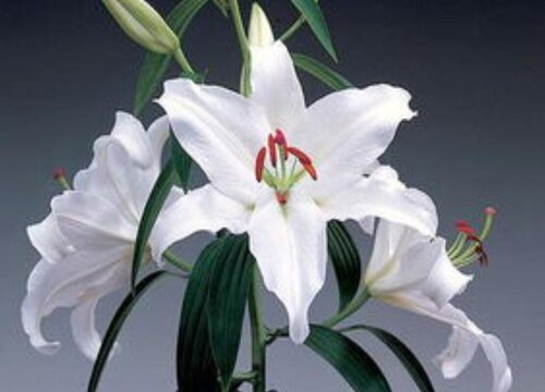 白百合花代表什么花语 植物说