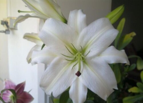 白百合花代表什么花语 植物说