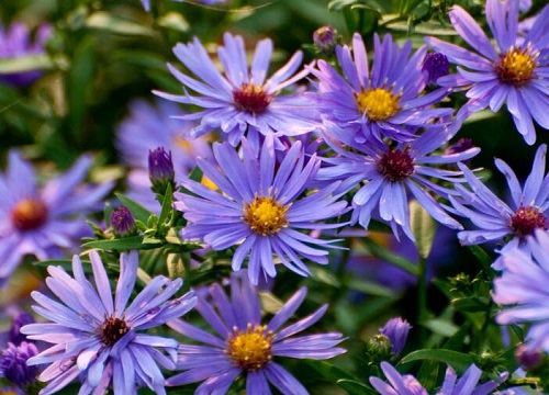 紫色菊花代表什么花语