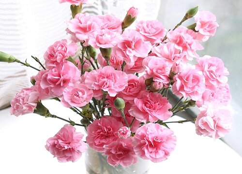粉色康乃馨代表什么花语