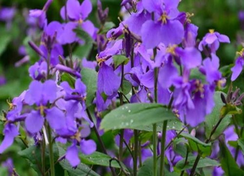 紫罗兰代表什么花语