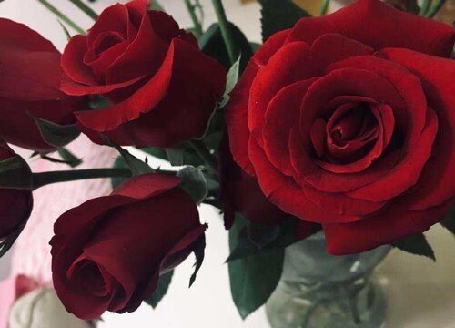 红玫瑰花有毒吗 可以放在室内养吗