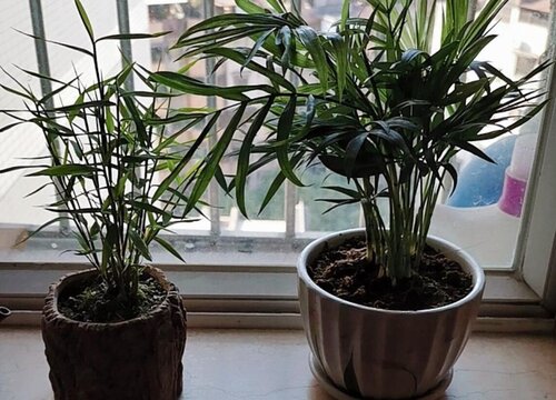 凤尾竹喜阴还是喜阳光的植物